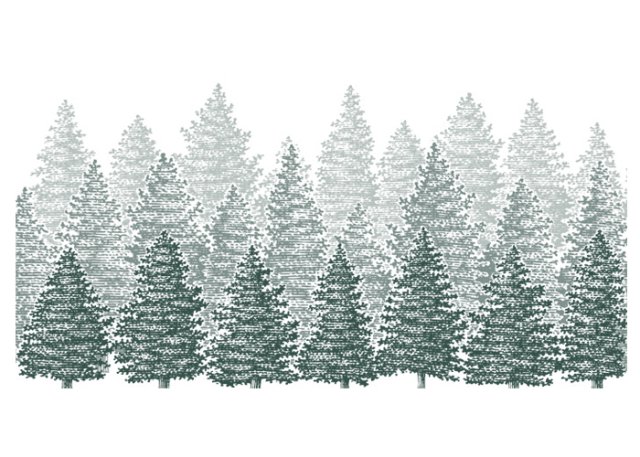 pine trees rows